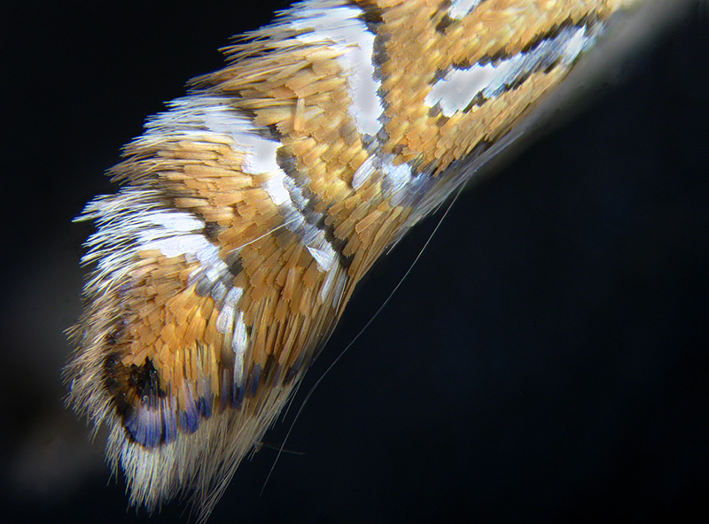 Lithocolletis (Phyllonorycter) platani